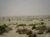 No Rain in Thar: Drought Looms as Monsoon Skips Desert Region